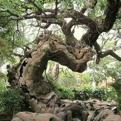 天津假树